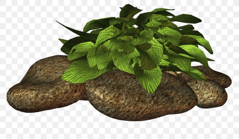 Herb Flowerpot Tree, PNG, 800x478px, Herb, Flowerpot, Grass, Plant, Tree Download Free