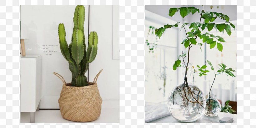 Houseplant Flowerpot Pilea Peperomioides Garden Fiddle-leaf Fig, PNG, 1000x500px, Houseplant, Cactus, Container, Fiddleleaf Fig, Fig Trees Download Free