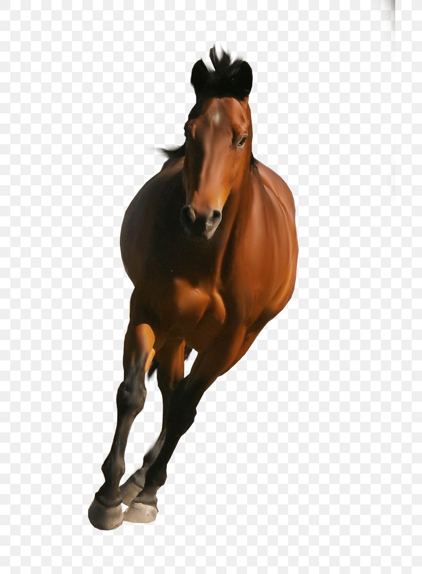 Mustang Stallion Mare Rein Mane, PNG, 716x1115px, Shire Horse, Arabian Horse, Belgian Horse, Bit, Black Download Free