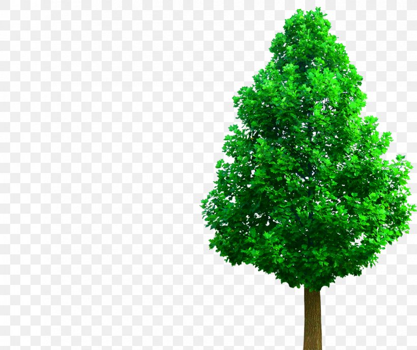 Christmas Tree White, PNG, 1224x1028px, Liriodendron Chinense, American Larch, Arbor Day, Catalpas, Christmas Tree Download Free
