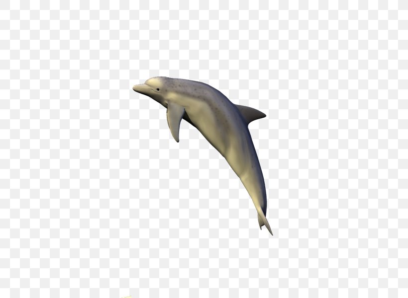 Common Bottlenose Dolphin Short-beaked Common Dolphin Tucuxi Rough-toothed Dolphin Porpoise, PNG, 800x600px, Common Bottlenose Dolphin, Animal, Bottlenose Dolphin, Dolphin, Fauna Download Free