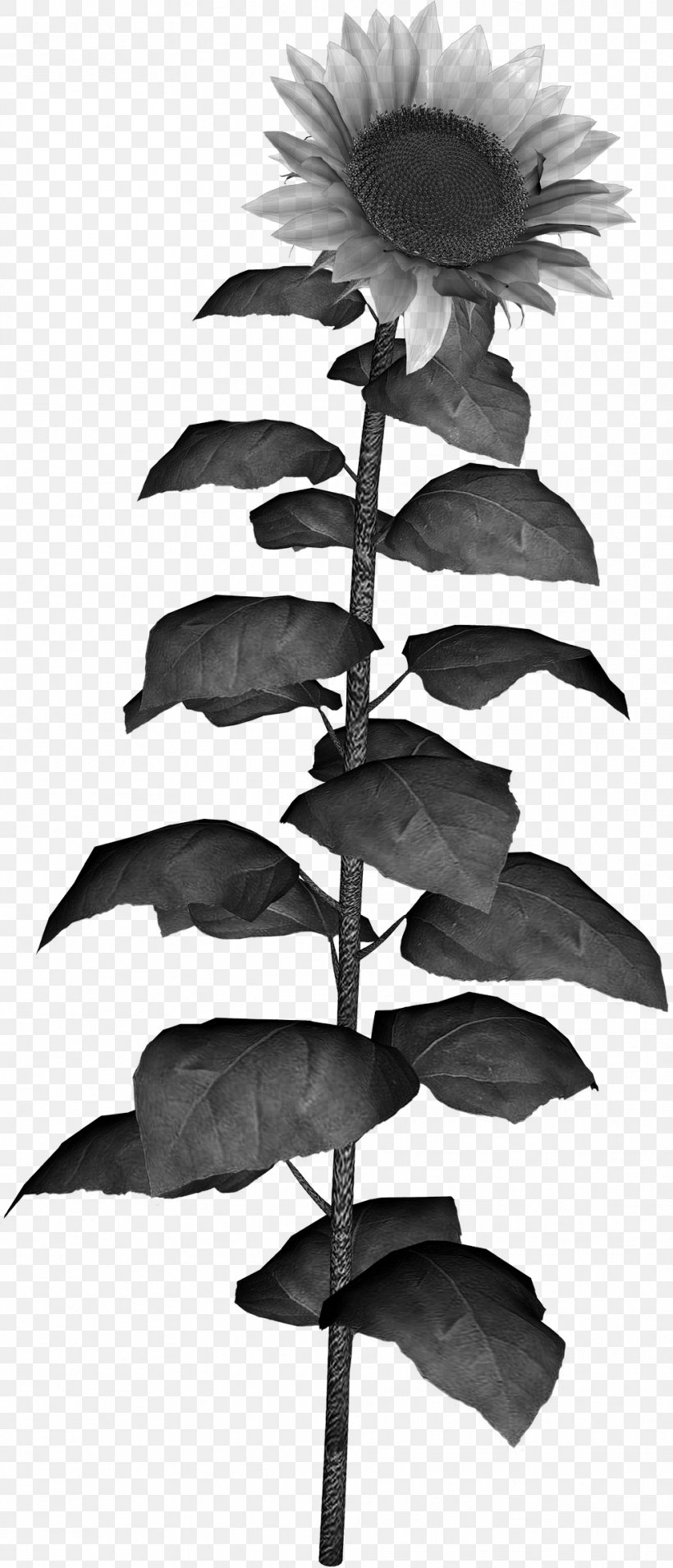 Common Sunflower Clip Art, PNG, 987x2298px, Common Sunflower, Black And White, Flora, Flower, Leaf Download Free