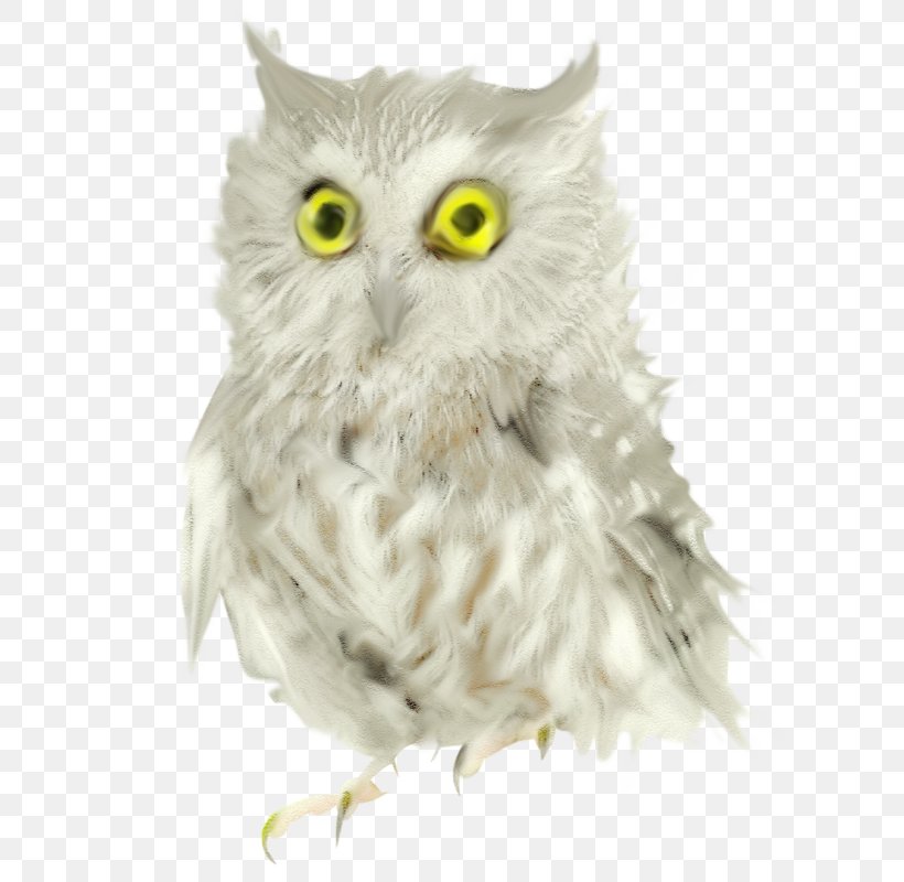 Owl Bird ForgetMeNot, PNG, 627x800px, Owl, Android, Beak, Bird, Bird Of Prey Download Free