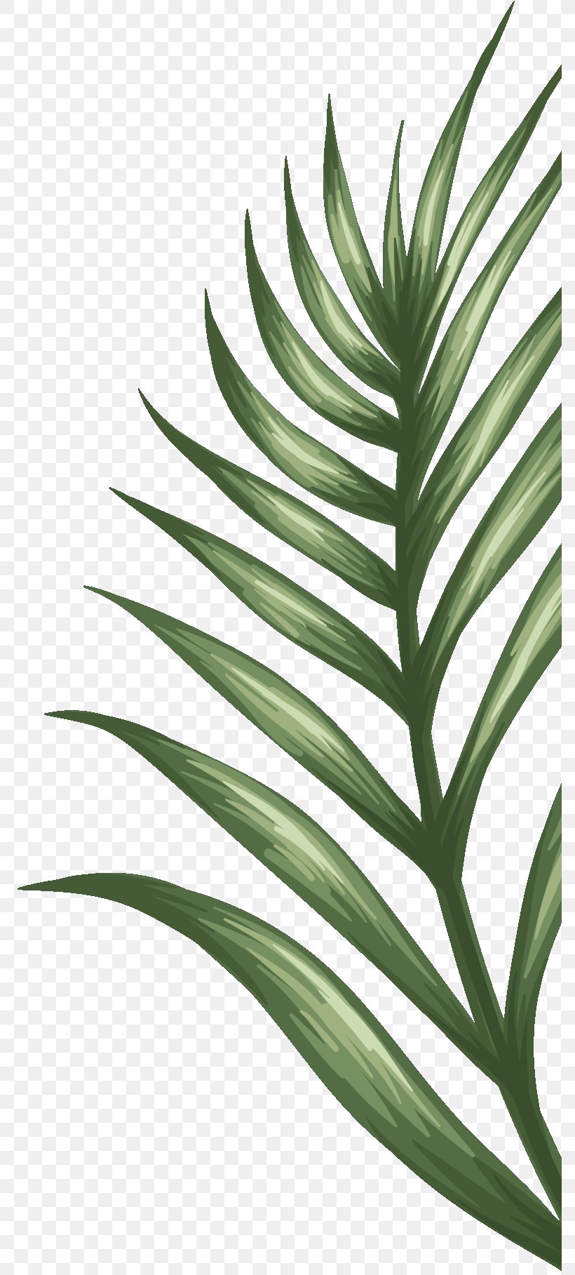 Palm Trees Plant Stem Leaf Terrestrial Plant Plants, PNG, 782x1817px, Palm Trees, Arecales, Botany, Flower, Flowering Plant Download Free