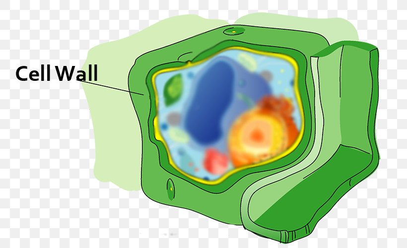 Plant Cell Vacuole Golgi Apparatus, PNG, 760x500px, Plant Cell, Cell, Cell Membrane, Cell Wall, Diagram Download Free