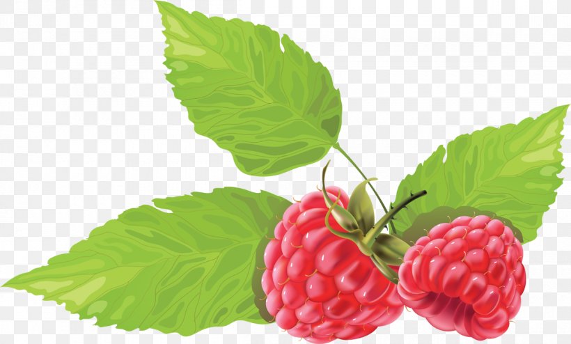 Raspberry Blackberry Clip Art, PNG, 1200x724px, Raspberry, Berry, Blackberry, Boysenberry, Cranberry Download Free