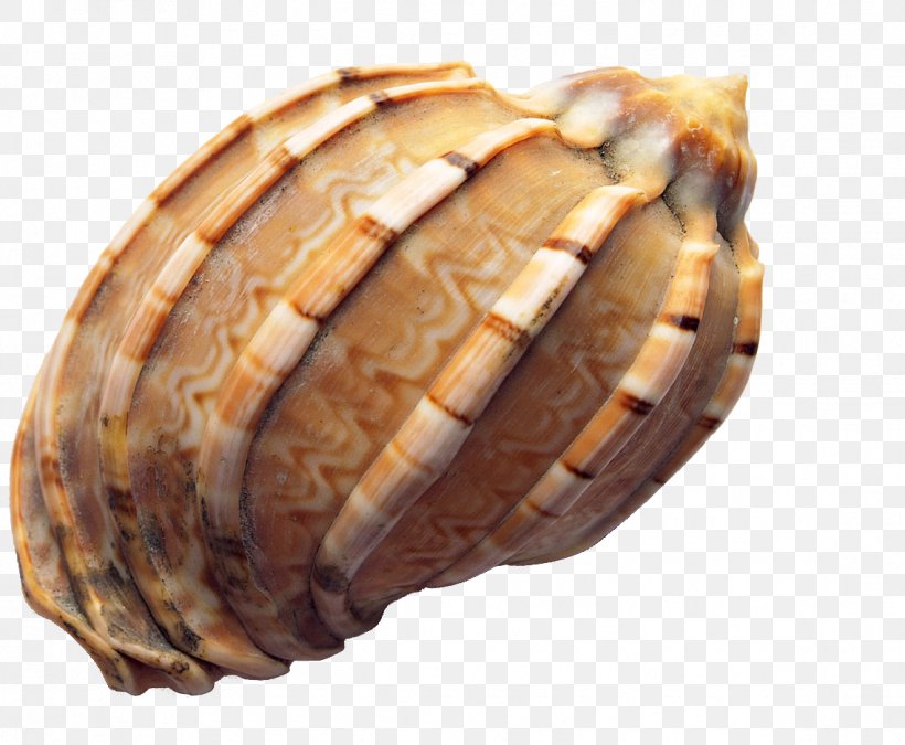 Seashell Icon, PNG, 1138x937px, Seashell, Adobe Premiere Pro, Clam, Clams Oysters Mussels And Scallops, Cockle Download Free