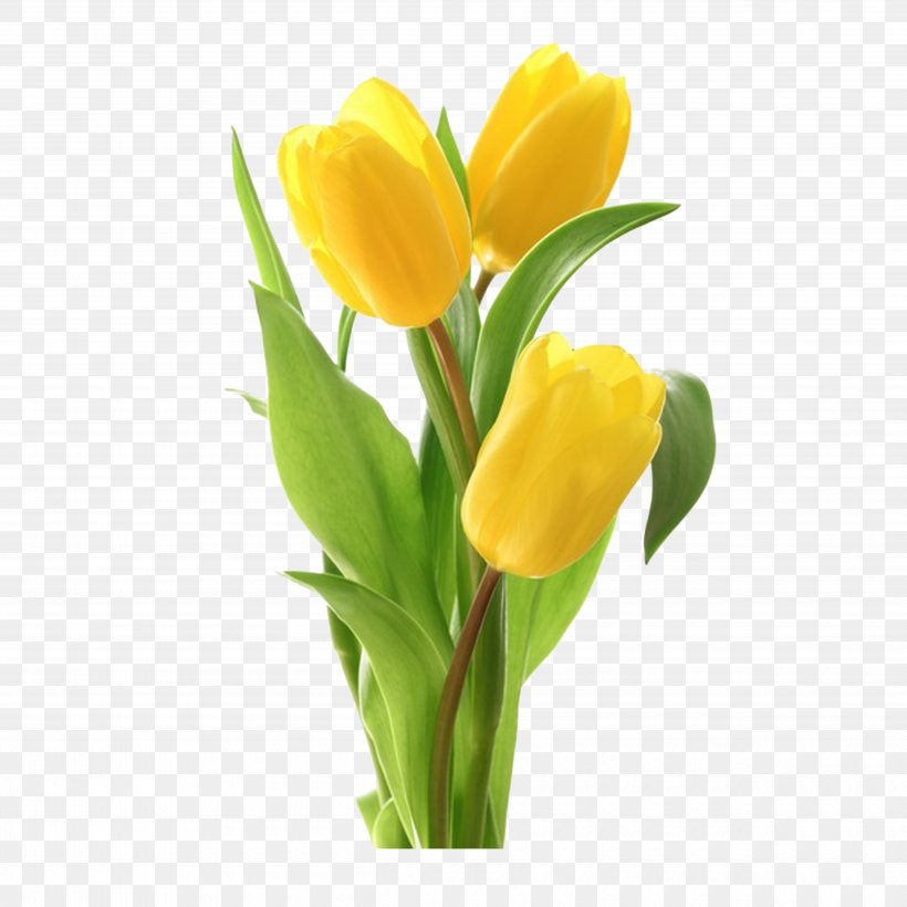 Tulip Flower Bouquet Stock Photography, PNG, 5000x5000px, Tulip, Bud, Cut Flowers, Floral Design, Floristry Download Free