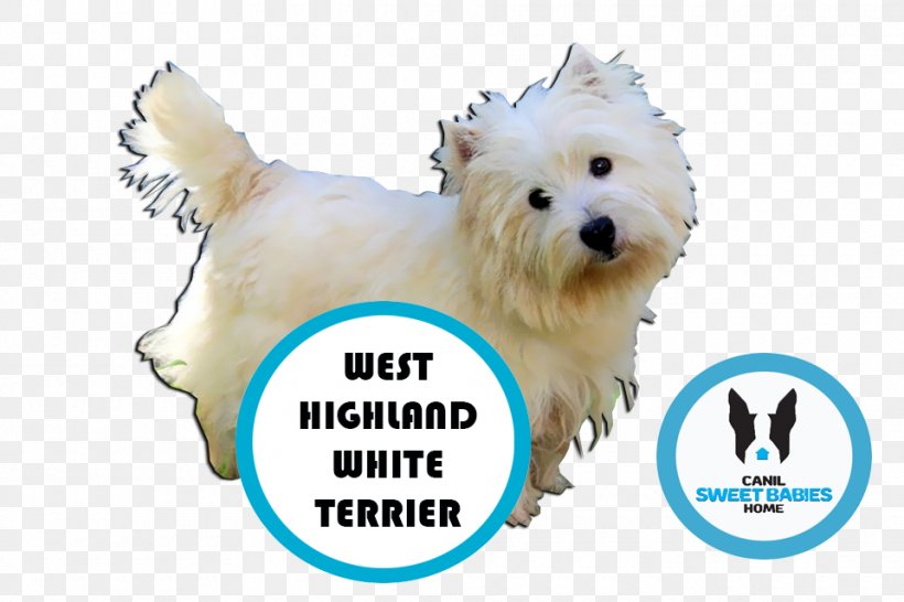 West Highland White Terrier Maltese Dog Boston Terrier Bulldog Puppy, PNG, 960x640px, West Highland White Terrier, American Bully, Boston Terrier, Breed, Bulldog Download Free