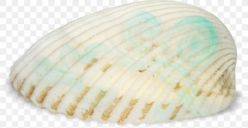 Cockle Seashell Seafood, PNG, 2796x1444px, Cockle, Clam, Clams Oysters Mussels And Scallops, Conch, Conchology Download Free
