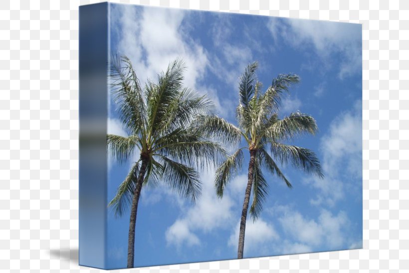 Hoaloha Park Date Palm Map Microsoft Azure, PNG, 650x547px, Park, Arecaceae, Arecales, Date Palm, Hawaii Download Free