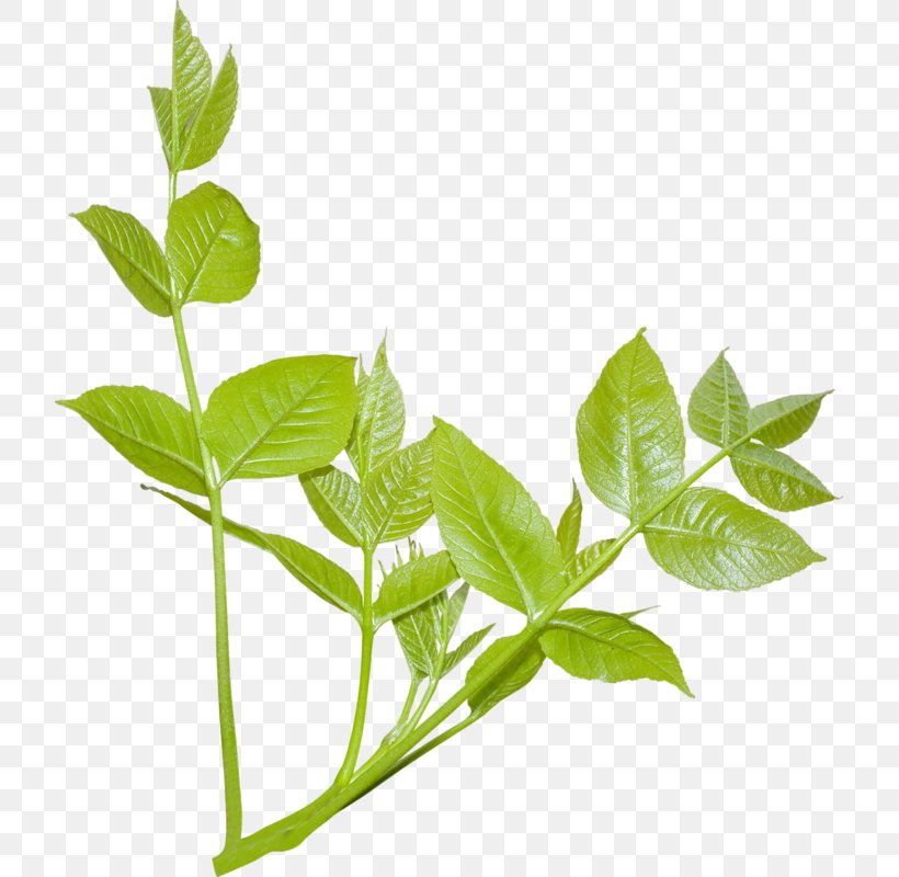 Plant Leaf Branch Tree Strelitzia Reginae, PNG, 719x800px, Plant, Albizia Julibrissin, Arecaceae, Basil, Bird Of Paradise Flower Download Free