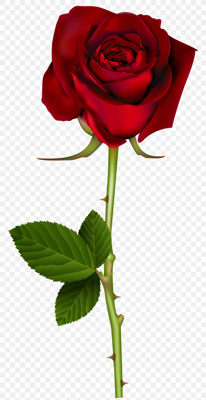 Rose Red Clip Art, PNG, 4127x8000px, Rose, Blue Rose, Cut Flowers, Flora, Floral Design Download Free