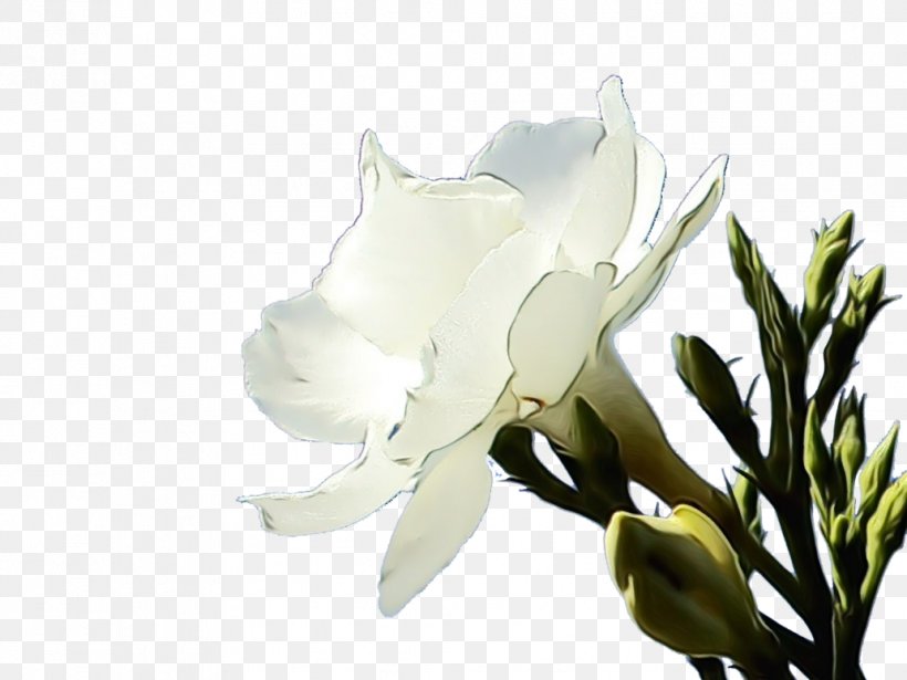 White Flower Plant Petal Branch, PNG, 1032x774px, Watercolor, Branch, Flower, Gardenia, Magnolia Download Free