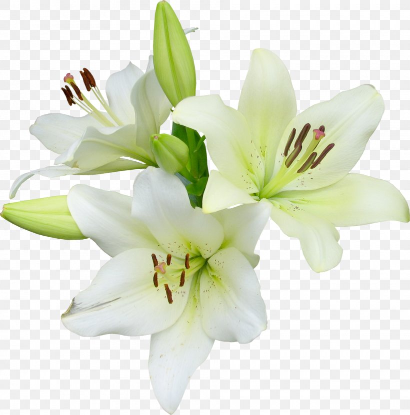 Flower Runner Easter Lily Wildflower, PNG, 1880x1907px, Flower Runner, Alstroemeriaceae, Botanical Illustration, Cut Flowers, Easter Lily Download Free
