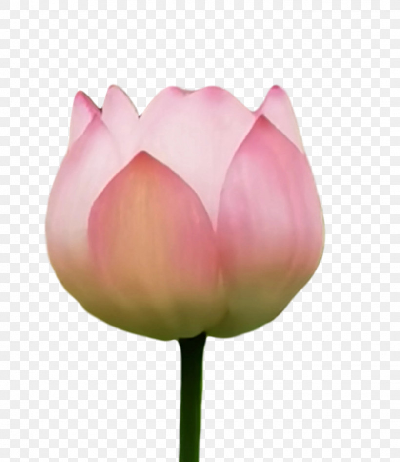 Lotus Flower Summer Flower, PNG, 1533x1773px, Lotus Flower, Biology, Bud, Closeup, Petal Download Free