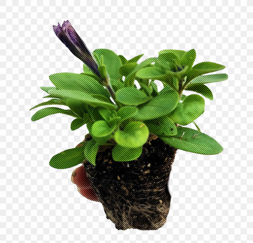 Staurogyne Tropica Staurogyne Repens Staurogyne Sp. "porto Velho Aquascaping Plants, PNG, 1498x1440px, Staurogyne, Aquarium, Aquascaping, Basil, Dennerle Download Free