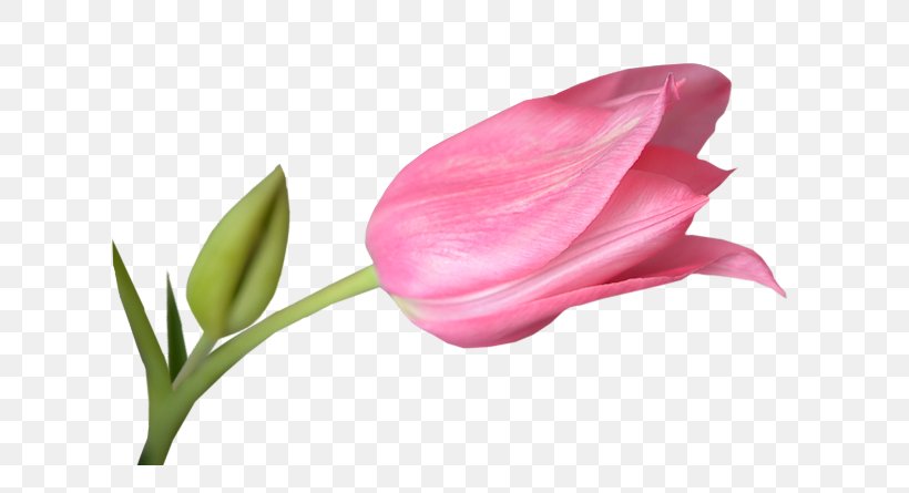 Tulip Download Clip Art, PNG, 700x445px, Tulip, Beauty, Close Up, Flower, Flowering Plant Download Free