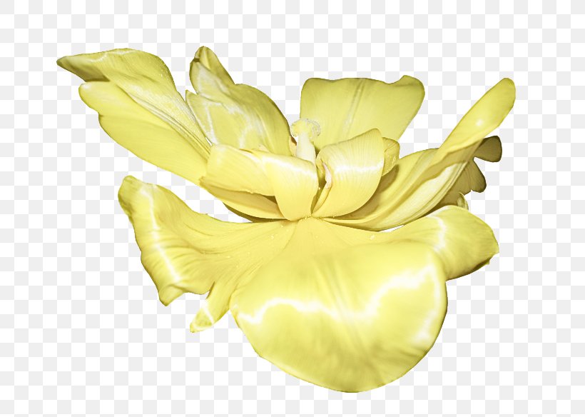 Yellow Petal Flower Plant Tulip, PNG, 700x584px, Yellow, Cut Flowers, Flower, Herbaceous Plant, Petal Download Free