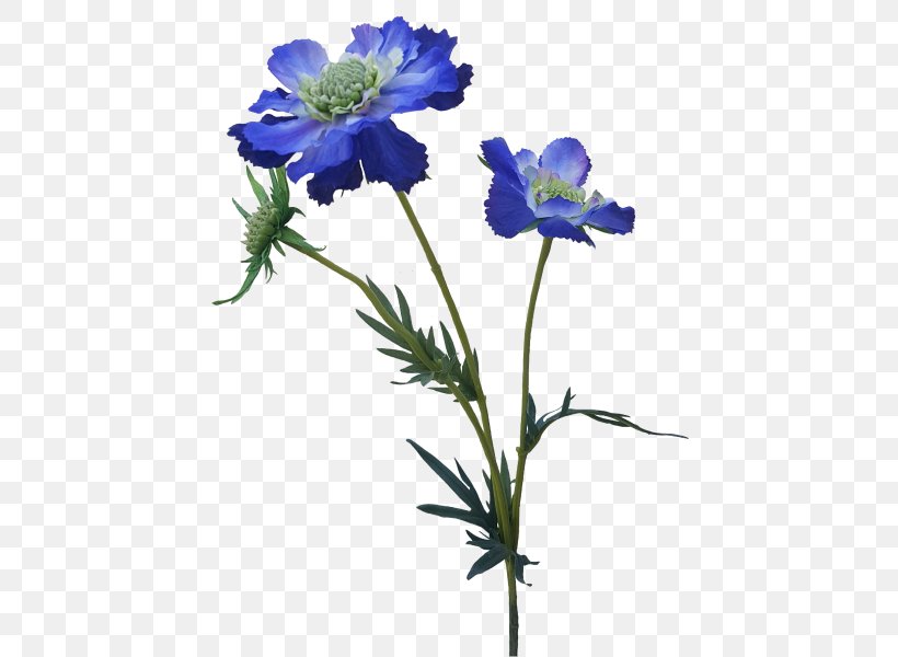 Anemone Larkspur Cut Flowers Plant Stem Herbaceous Plant, PNG, 800x600px, Anemone, Blue, Cut Flowers, Delphinium, Family Download Free