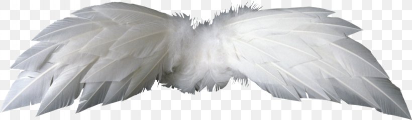 Bird Wing Feather, PNG, 1280x375px, Bird, Aile, Angel, Animation, Beak Download Free