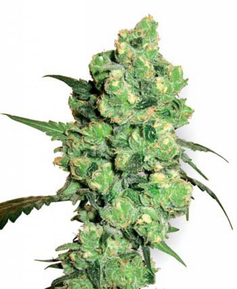 Cannabis Cup Kush Skunk Medical Cannabis, PNG, 1317x1600px, Cannabis Cup, Autoflowering Cannabis, Cannabidiol, Cannabis, Cannabis Cultivation Download Free