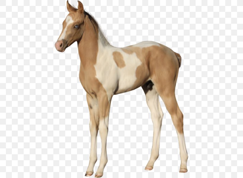 Foal American Paint Horse Mustang Stallion Colt, PNG, 452x600px, Foal, American Paint Horse, Animal Figure, Art, Colt Download Free