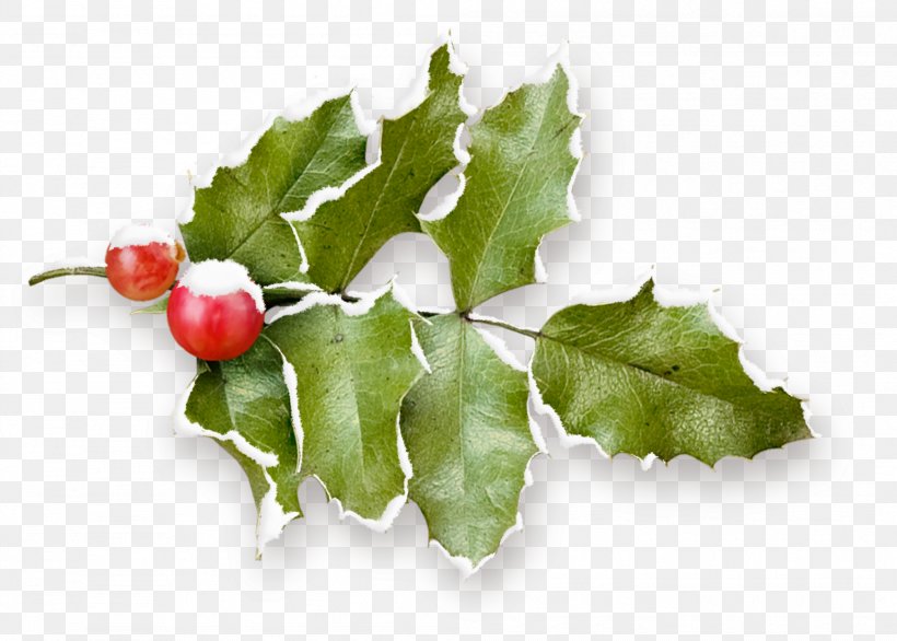 Holly Clip Art, PNG, 1999x1429px, Holly, Aquifoliaceae, Aquifoliales, Artworks, Christmas Download Free
