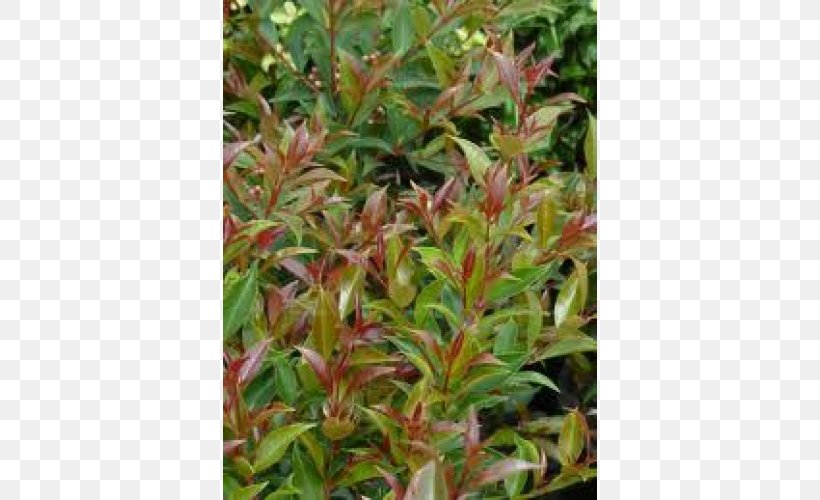 Leaf Tree Groundcover Lawn Herb, PNG, 500x500px, Leaf, Grass, Groundcover, Herb, Lawn Download Free