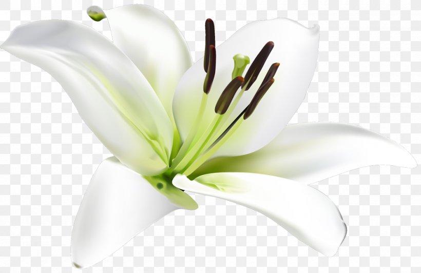 Lilium Flower Google Search Google Images, PNG, 1000x649px, Lilium, Business, Cut Flowers, Fleurdelis, Flower Download Free