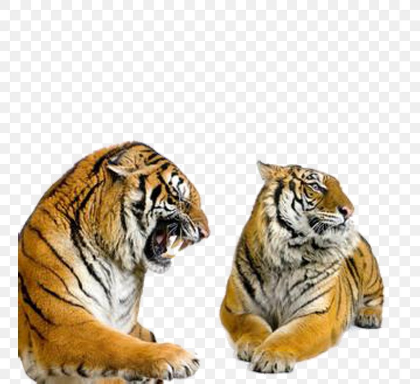 Siberian Tiger Bengal Tiger Stock Photography Stock.xchng, PNG, 750x750px, Siberian Tiger, Bengal Tiger, Big Cats, Black Tiger, Carnivoran Download Free
