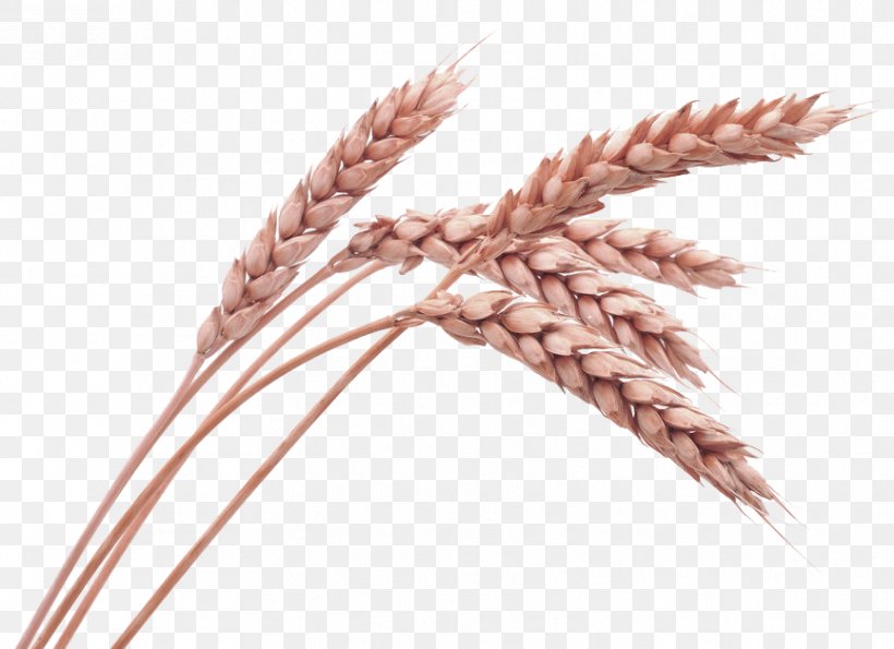 Wheat Cereal Stock Photography Oat Ear, PNG, 865x628px, Wheat, Barley, Cereal, Commodity, Drawing Download Free