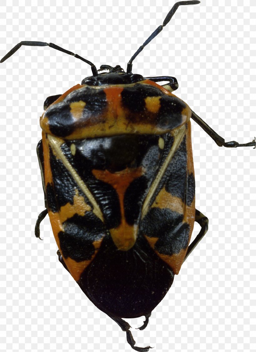 Beetle Harlequin Cabbage Bug, PNG, 1560x2146px, Beetle, Arthropod, Harlequin Cabbage Bug, Image File Formats, Insect Download Free
