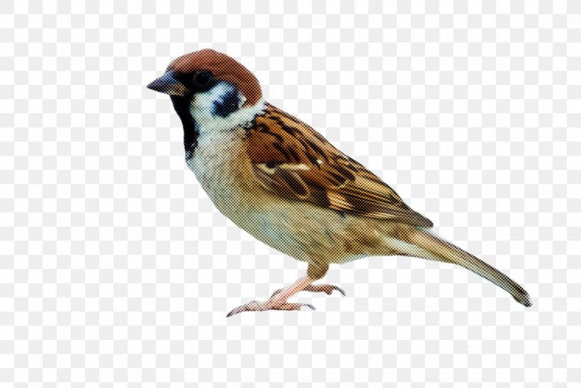 Bird Sparrow House Sparrow Beak Songbird, PNG, 2444x1636px, Bird, Beak, Emberizidae, Finch, House Sparrow Download Free