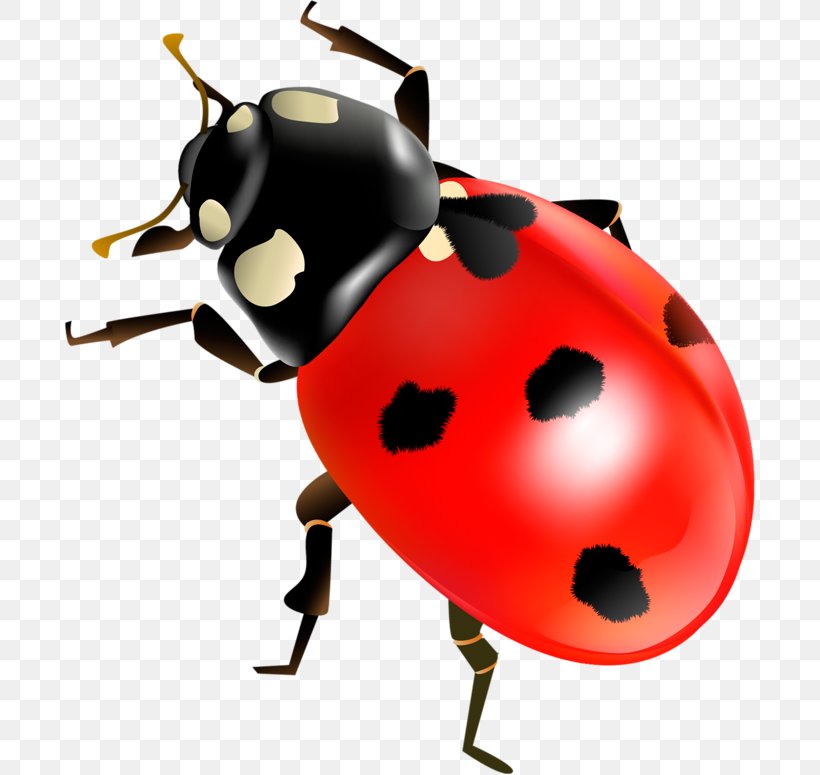 Coccinella Septempunctata Insect Clip Art, PNG, 692x775px, Coccinella Septempunctata, Beetle, Coccinella, Insect, Invertebrate Download Free