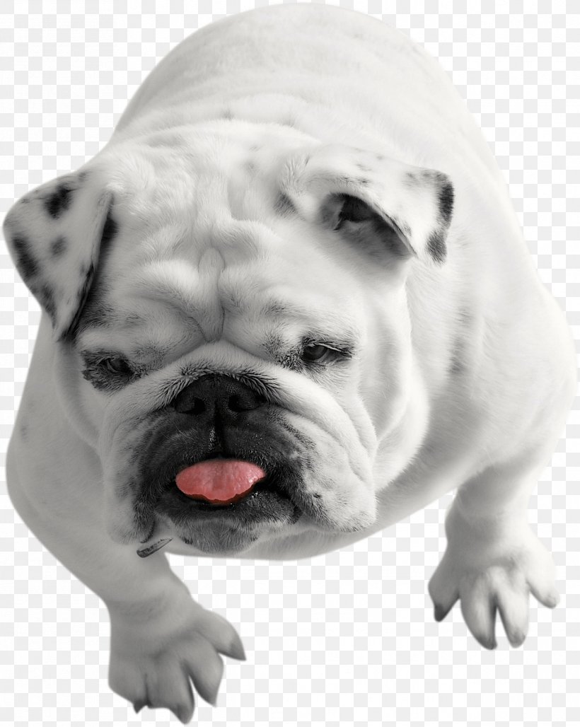 French Bulldog Puppy American Bulldog Old English Bulldog, PNG, 1268x1590px, Bulldog, Alapaha Blue Blood Bulldog, American Bulldog, Australian Bulldog, Black And White Download Free