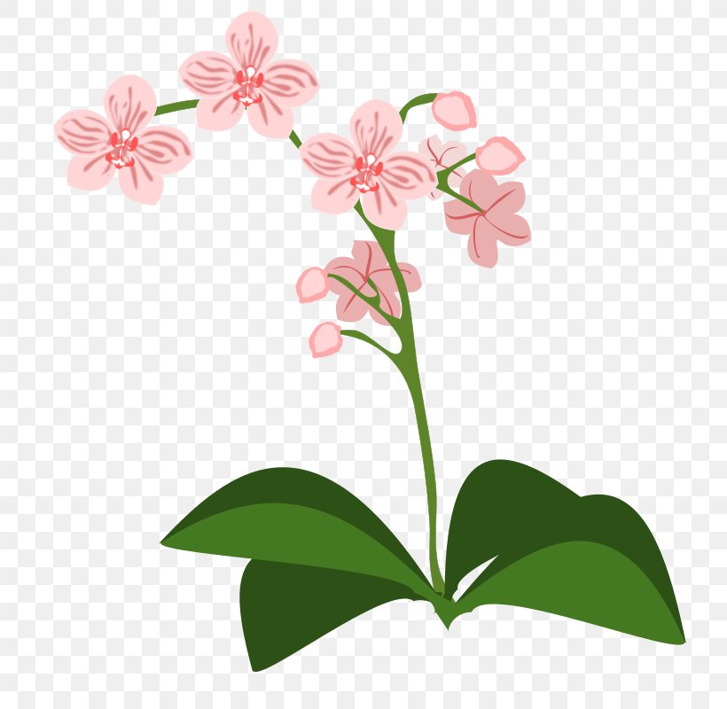 Orchids Clip Art, PNG, 800x800px, Orchids, Cattleya Orchids, Flora, Floral Design, Floristry Download Free