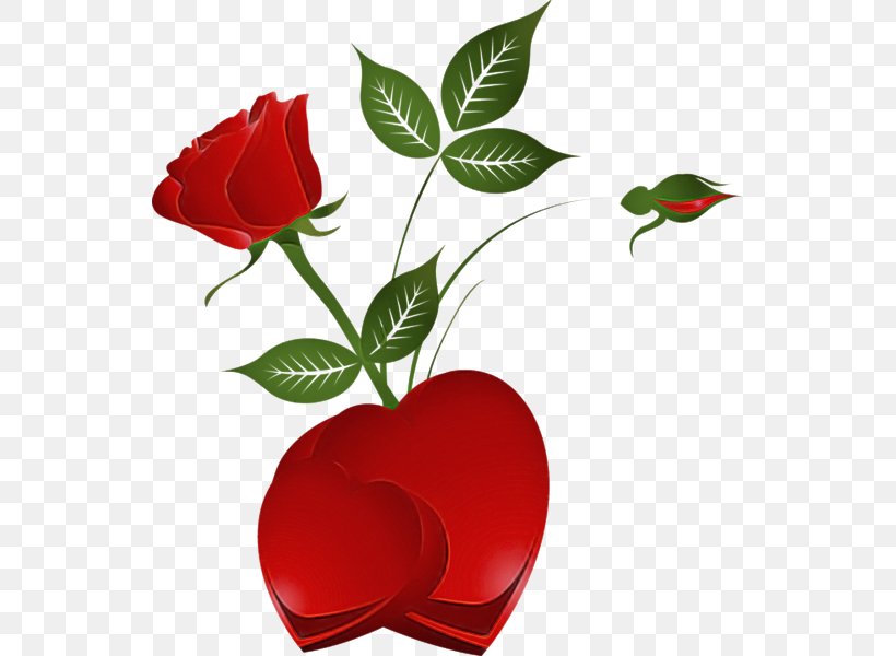 Rose, PNG, 542x600px, Flower, Leaf, Petal, Plant, Red Download Free