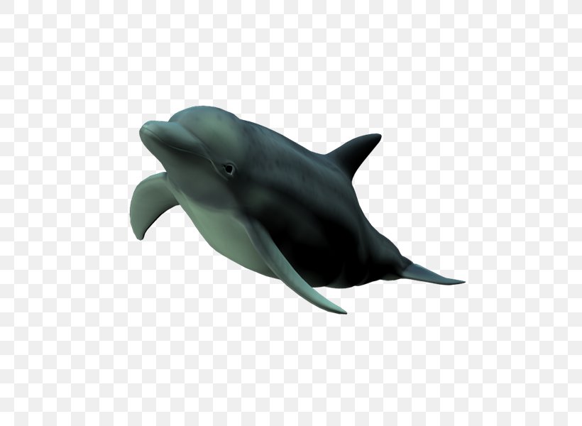 Common Bottlenose Dolphin Short-beaked Common Dolphin Tucuxi Wholphin Rough-toothed Dolphin, PNG, 800x600px, Common Bottlenose Dolphin, Animal, Cetacea, Dolphin, Fauna Download Free