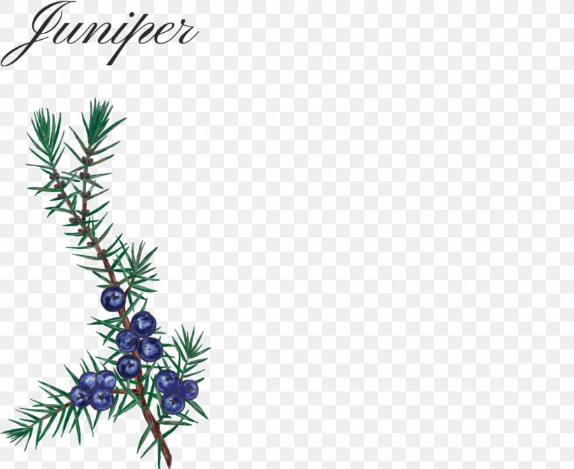 Gin Spruce Juniper Alcoholic Drink Liqueur, PNG, 1100x901px, Gin, Alcoholic Drink, Aroma, Beer, Branch Download Free