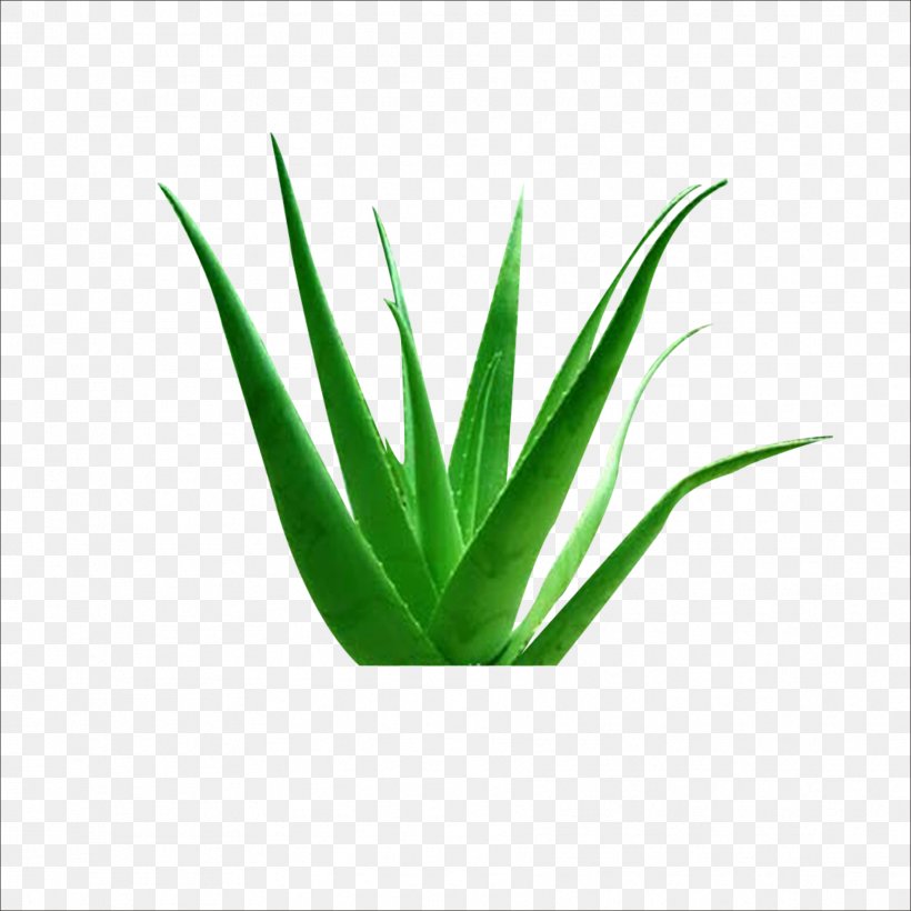 Aloe Vera Euclidean Vector Plant Icon, PNG, 1773x1773px, Aloe Vera, Aloe, Cartoon, Flowerpot, Grass Download Free