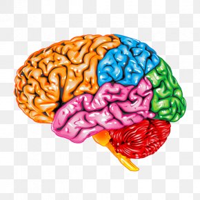 Lobes Of The Brain Parietal Lobe Frontal Lobe Occipital Lobe, PNG ...