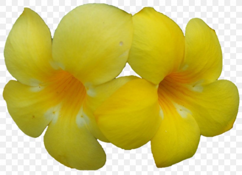 Petal Fruit, PNG, 1142x826px, Petal, Flower, Fruit, Yellow Download Free