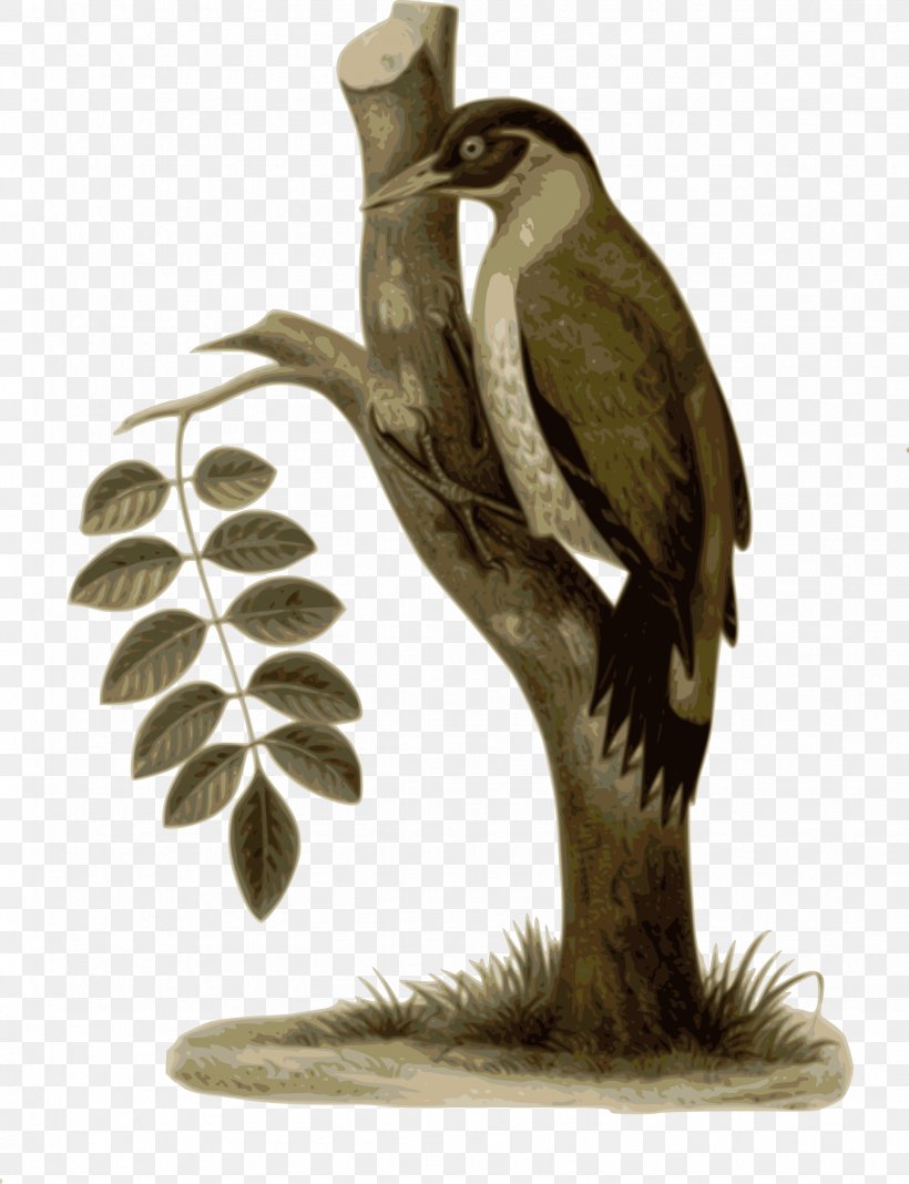 Woodpecker Bird Clip Art, PNG, 1842x2400px, Woodpecker, Beak, Bird, Bird Of Prey, Blackheaded Woodpecker Download Free