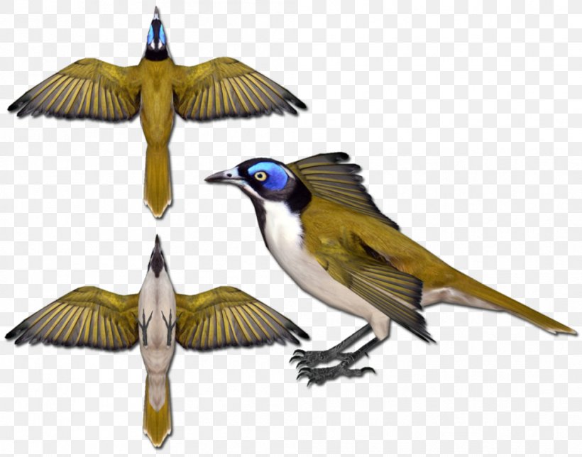 Blue-faced Honeyeater Honeyeaters Beak Animal Fauna, PNG, 1008x792px, Beak, Animal, Art, Bird, Coraciiformes Download Free