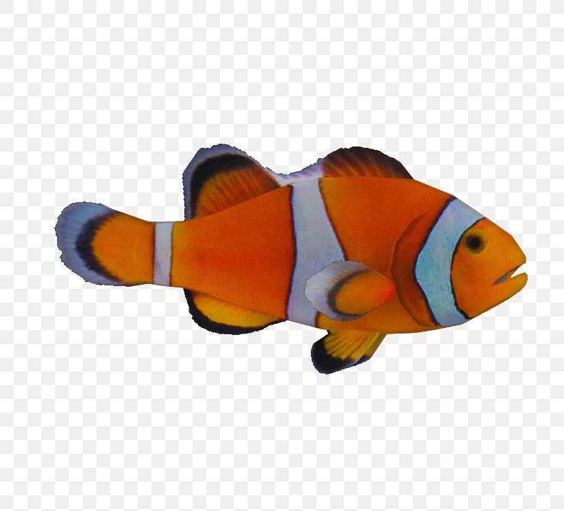 Bony Fishes Ocellaris Clownfish Orange Clownfish, PNG, 743x743px, Fish, Animal, Aquatic Animal, Bony Fish, Bony Fishes Download Free