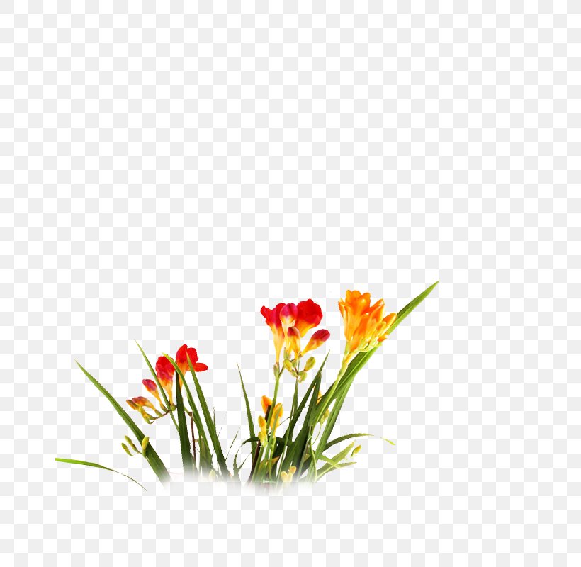 Clivia Computer File, PNG, 800x800px, Clivia, Cut Flowers, Flora, Floral Design, Floristry Download Free