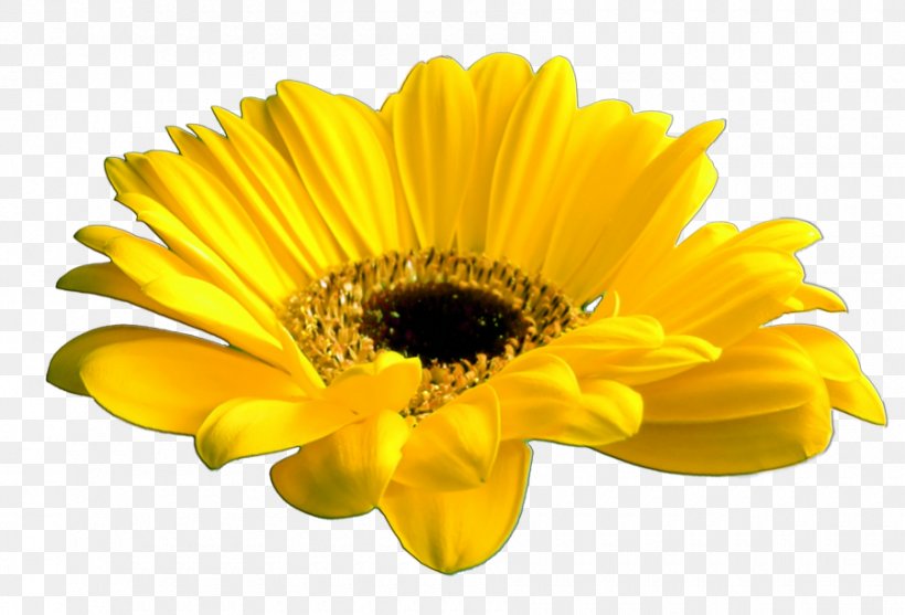 Cut Flowers Common Daisy Yellow, PNG, 900x612px, Flower, Common Daisy, Common Sunflower, Cut Flowers, Daisy Family Download Free