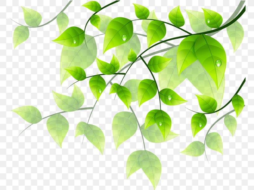 Flower Green Floral Design Clip Art, PNG, 800x614px, Flower, Branch ...