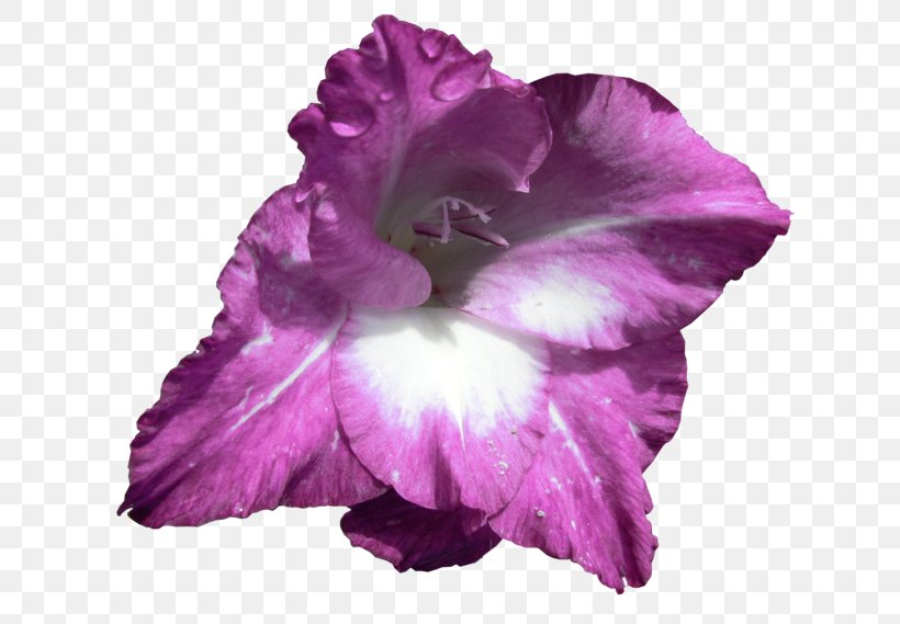 Irises Gladiolus Flowering Plant Iris Family, PNG, 700x569px, Irises, Cattleya, Cattleya Orchids, Cut Flowers, Flower Download Free